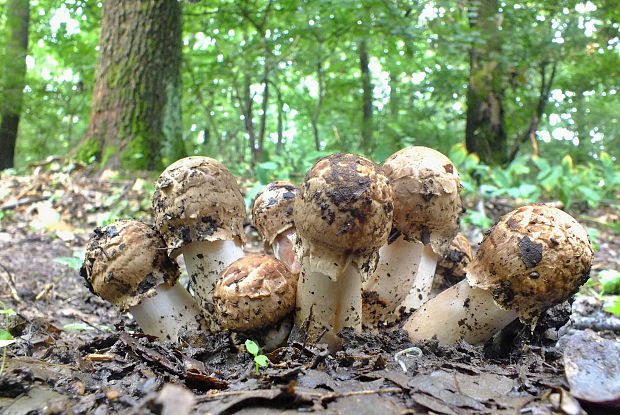 pečiarka trsovitá Agaricus bohusii Bon