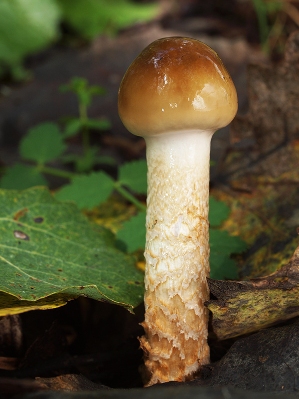 pavučinovec mazľavý Cortinarius trivialis J.E. Lange