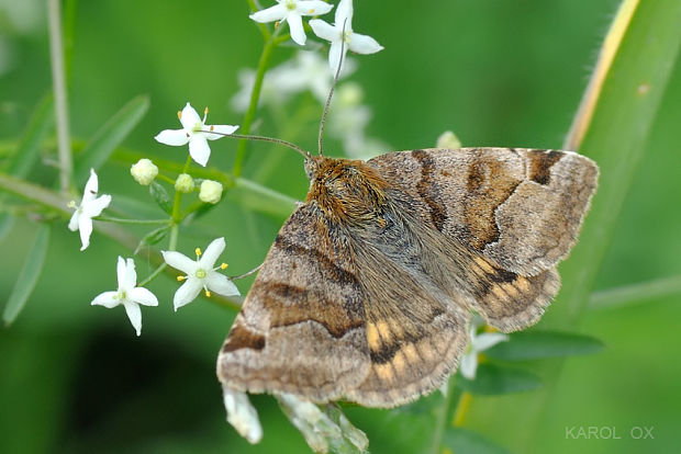 stužkavec hnedý  Euclidia glyphica