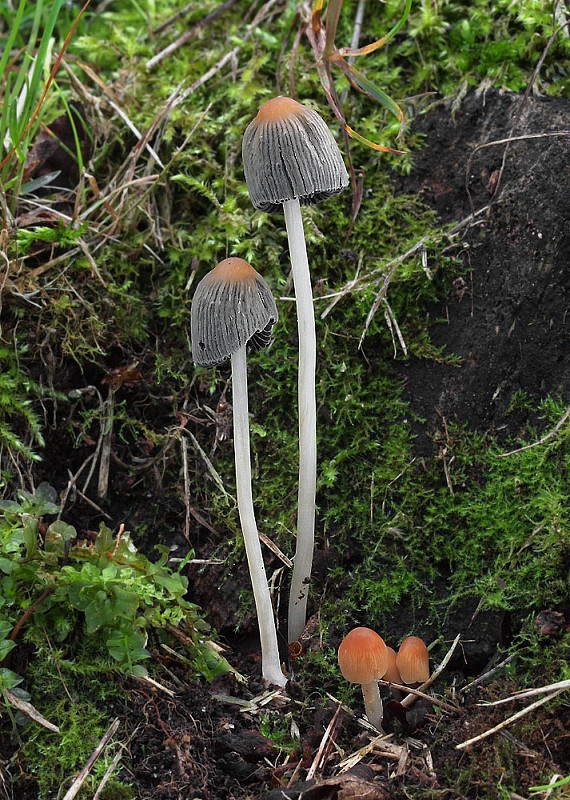 hnojník Parasola cf. leiocephala (P.D. Orton)