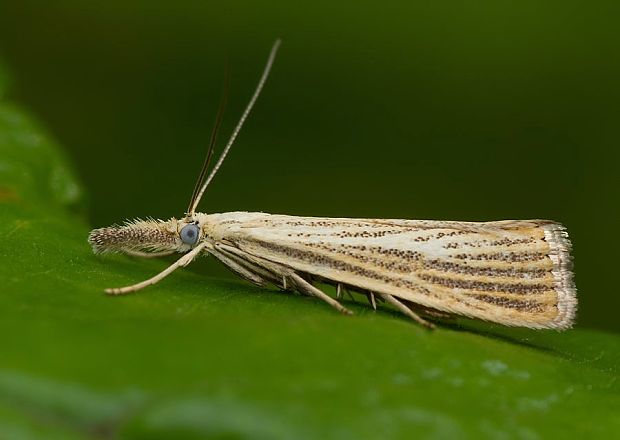 trávovec medničkový Agriphila straminella