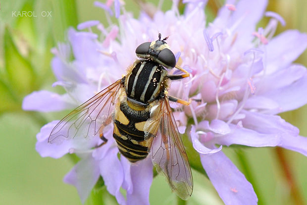 pestrica Helophilus pendulus (Linnaeus, 1758)