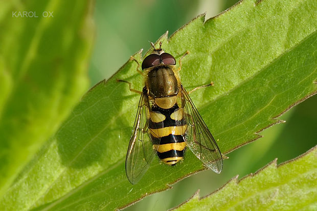 pestrica ríbezľová  Syrphus ribesii ♂