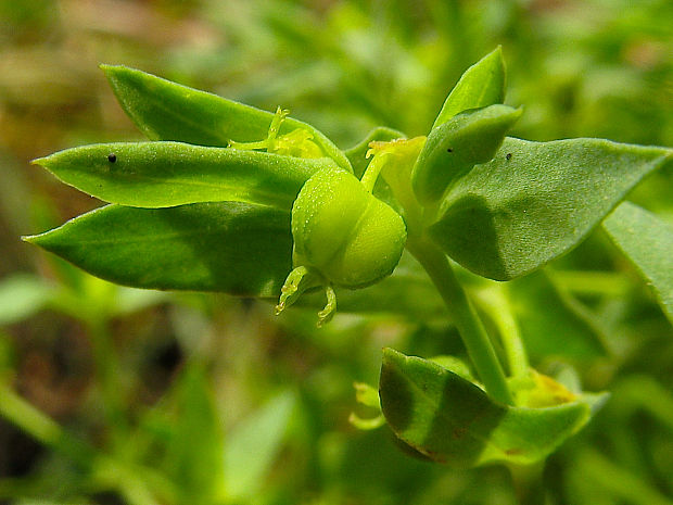 mliečnik drobný Tithymalus exiguus (L.) Lam.