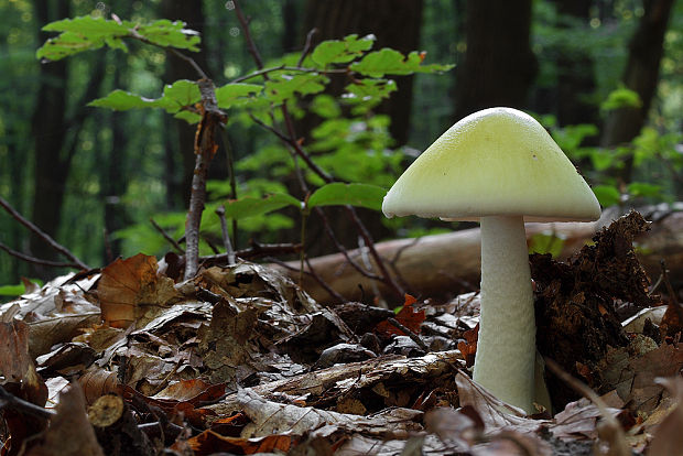 muchotrávka zelená Amanita phalloides (Vaill. ex Fr.) Link