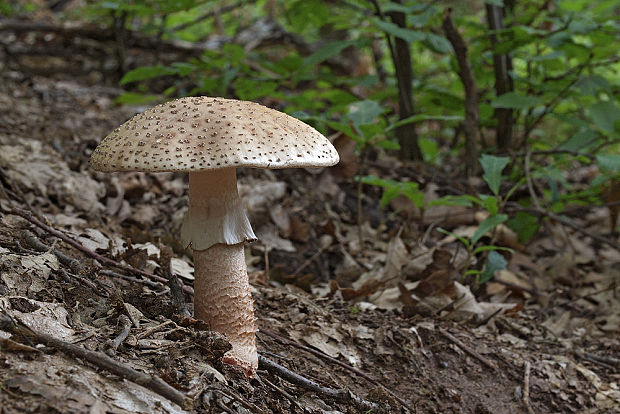 muchotrávka červenkastá Amanita rubescens Pers.