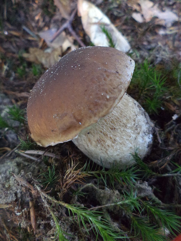 hríb smrekový Boletus edulis Bull.