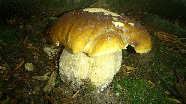 hríb smrekový Boletus edulis Bull.