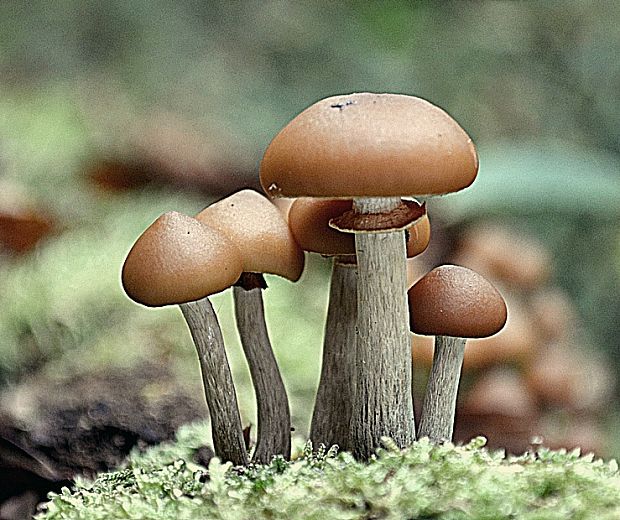 kapucňovka Galerina sp.