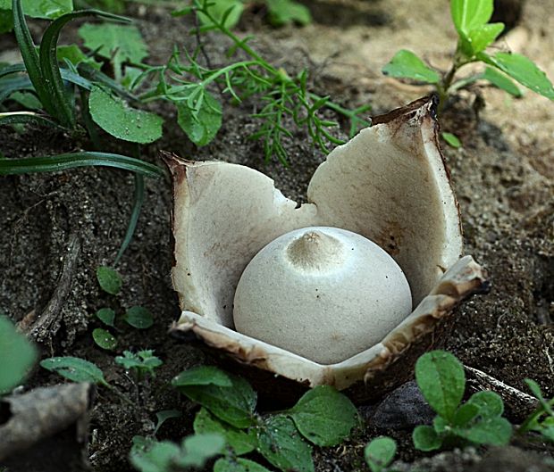 hviezdovka trojitá Geastrum triplex Jungh.