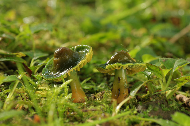 lúčnica žltozelená Gliophorus psittacinus (Schaeff.) Herink