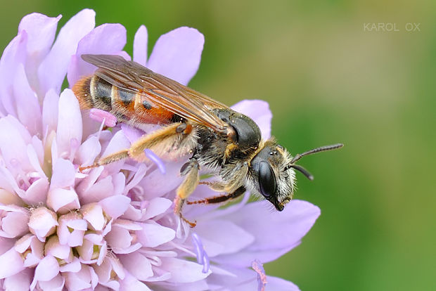 pieskárka Andrena hattorfiana ♀