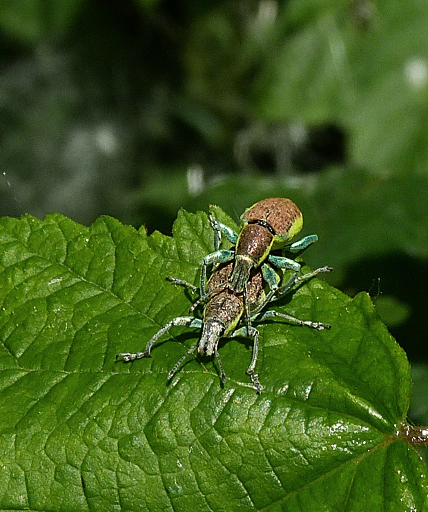 nosaník Chlorophanus graminicola