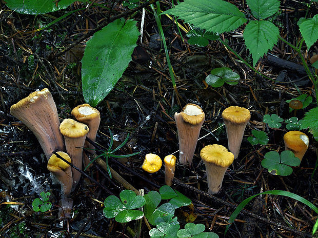 kyjak useknutý Clavariadelphus truncatus Donk