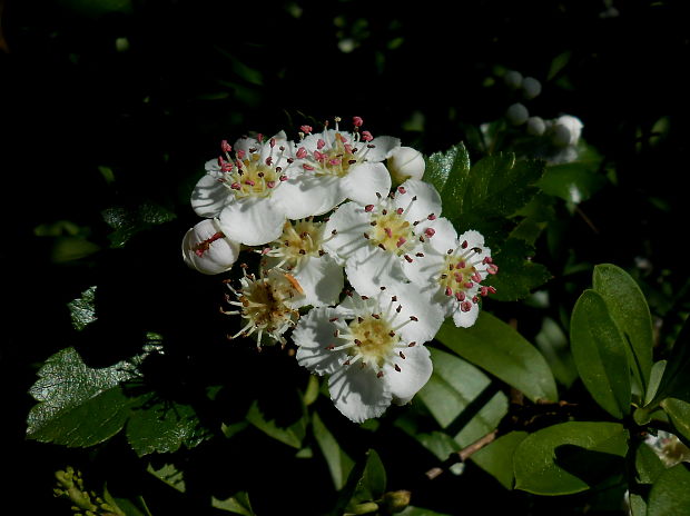 hloh obyčajný Crataegus laevigata (Poir.) DC.