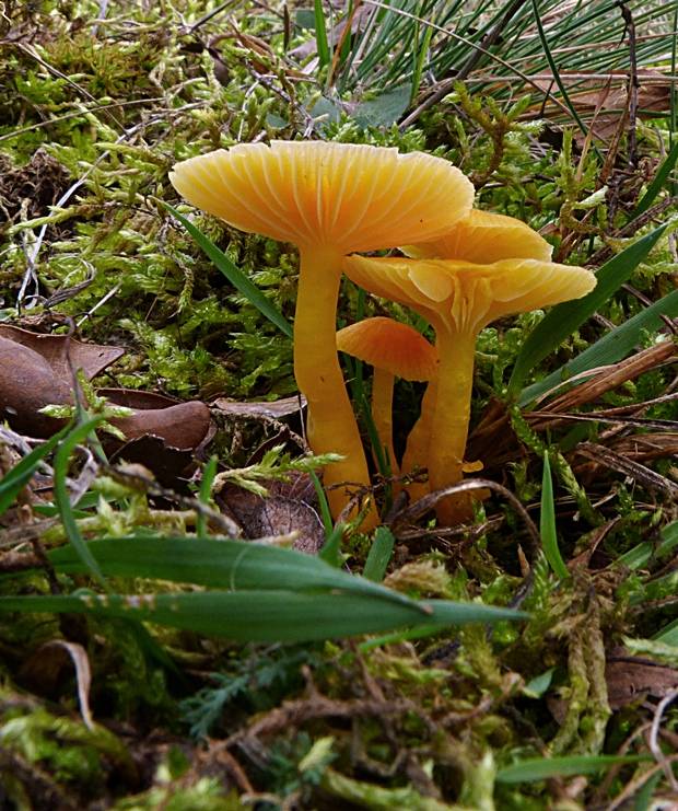 lúčnica Hygrocybe sp.