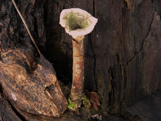 trúdnikovec pestrý Trametes versicolor (L.) Lloyd