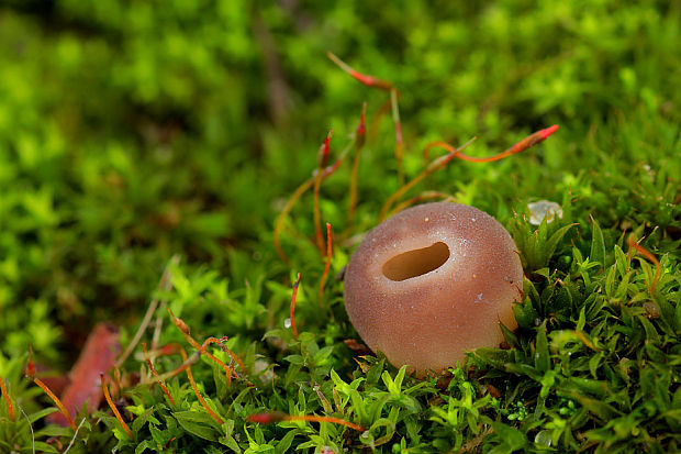 chriapač sosnový Helvella leucomelaena (Pers.) Nannf.