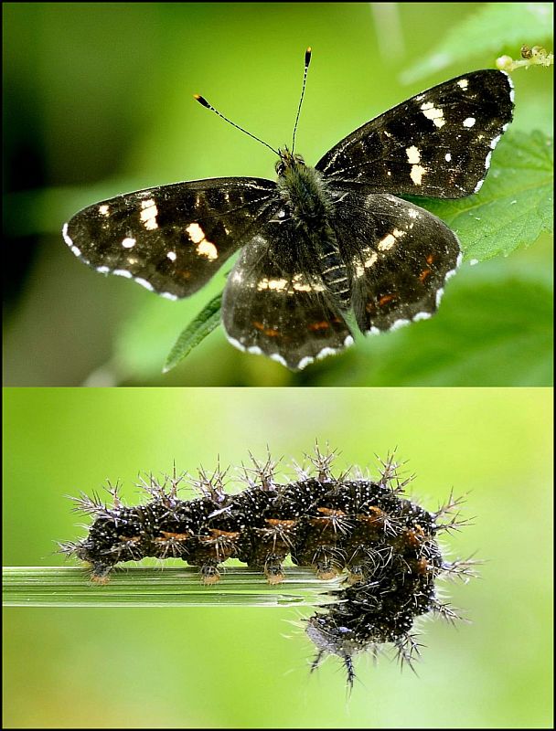 babôčka sieťkovaná - forma prorsa Araschnia levana