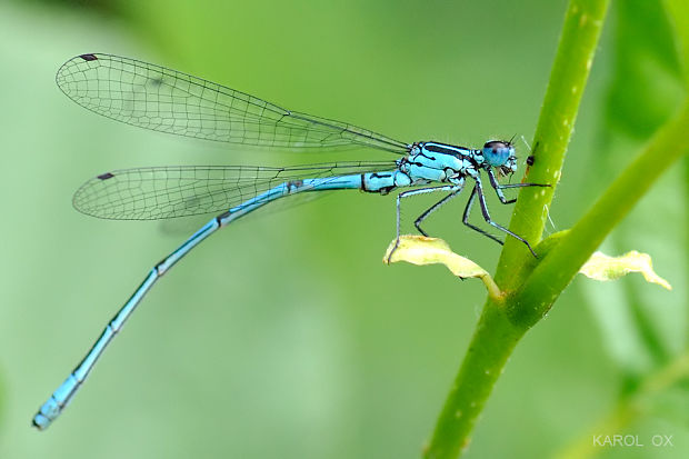 šidielko obyčajné Coenagrion puella ♂