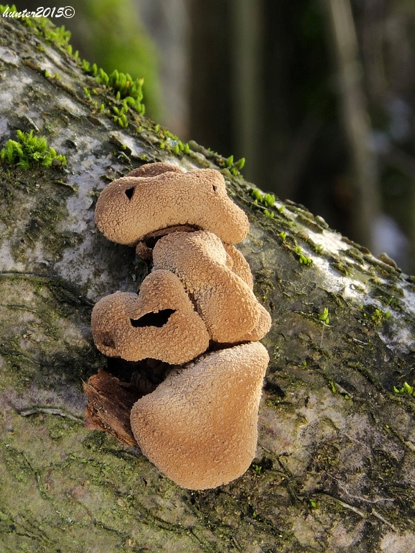 dutinovka otrubnatá Encoelia furfuracea (Roth) P. Karst.