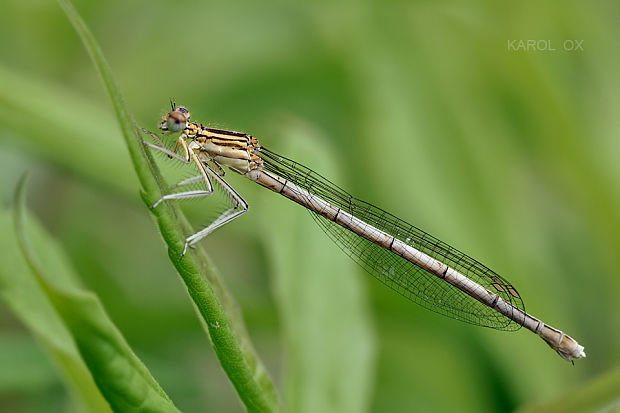 šidielko ploskonohé  Platycnemis pennipes ♀