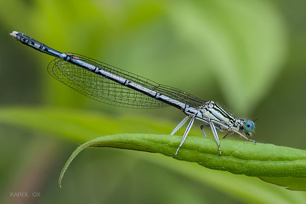 šidielko ploskonohé  Platycnemis pennipes ♂