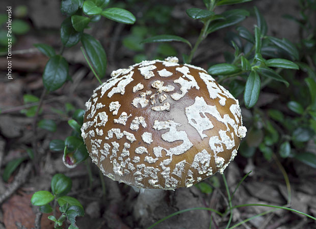 muchotrávka tigrovaná Amanita pantherina (DC.) Krombh.