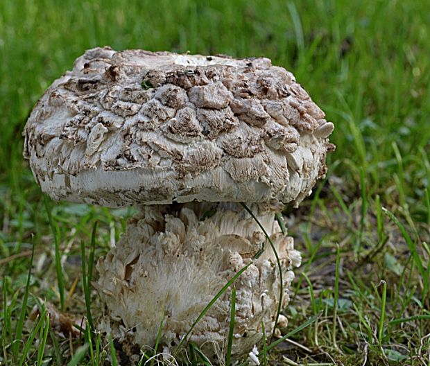 muchotrávka Vittadiniho Amanita vittadinii (Moretti) Vittad.