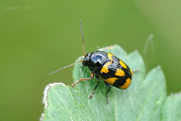 krytohlav Cryptocephalus octacosmus