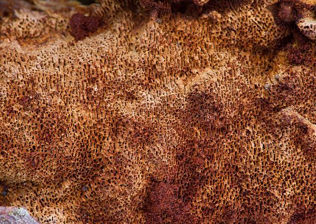 ohňovec hrdzavohnedý Fuscoporia ferruginosa (Schrad.) Murrill