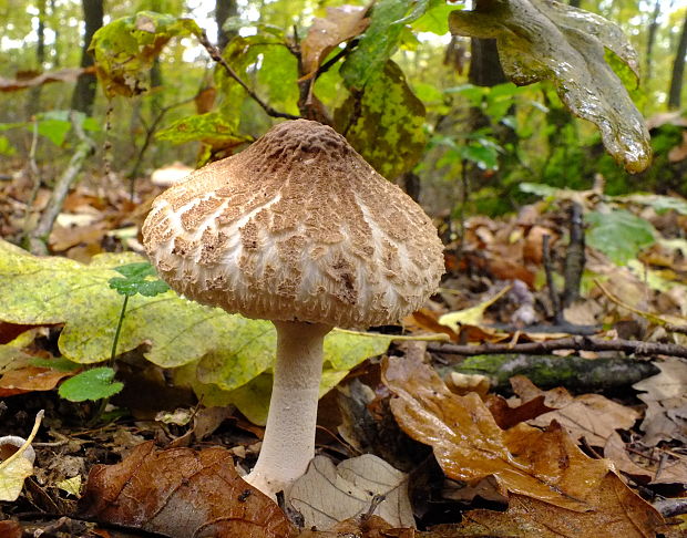 bedlička Lepiota sp.