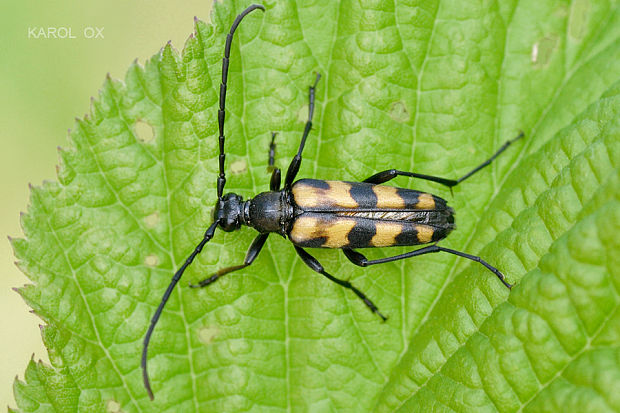 fuzáč Leptura quadrifasciata