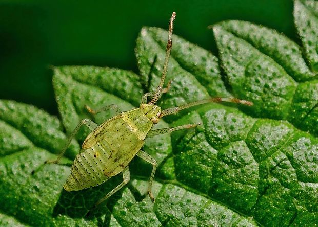 bzdôška Pantilius tunicatus nymph