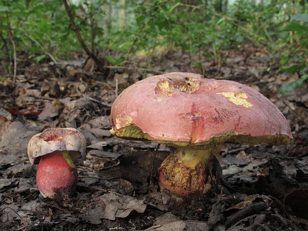 hríb Le Galovej Rubroboletus legaliae (Pilát & Dermek) Della Maggiora & Trassin.