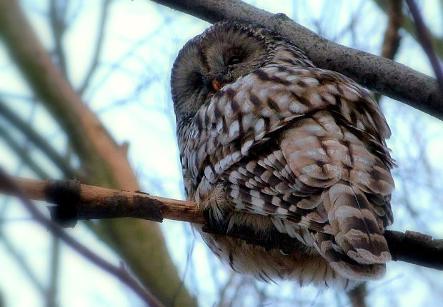 sova dlhochvostá  Strix uralensis