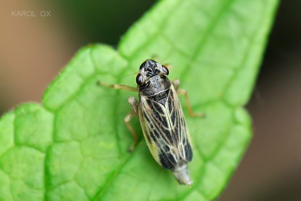 cikádka Evacanthus acuminatus