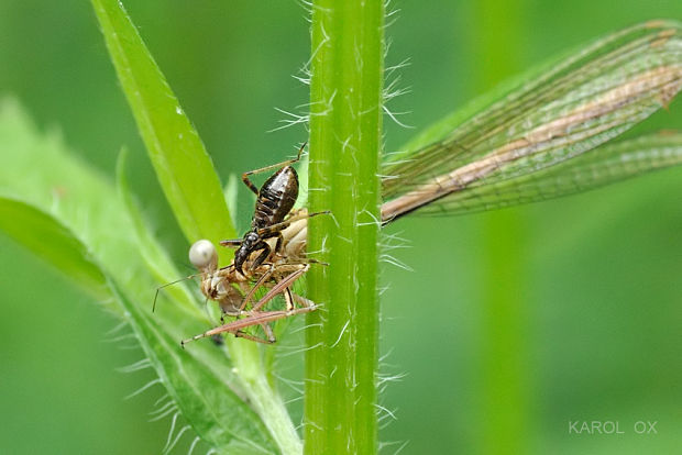 dravček Himacerus sp. (nymfa)