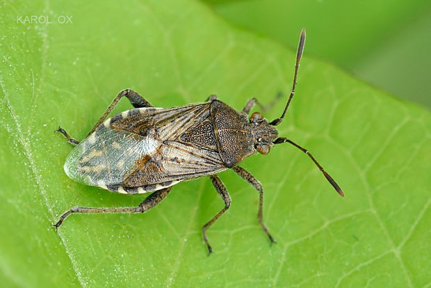 - Stictopleurus punctatonervosus