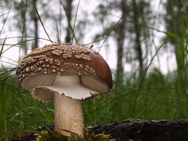 muchotrávka hrubá Amanita excelsa (Fr.) Bertill.