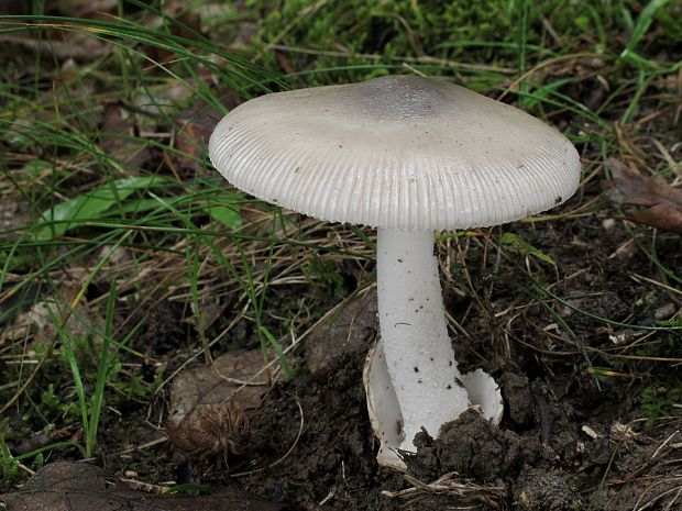 muchotrávka pošvatá Amanita vaginata (Bull.) Lam.