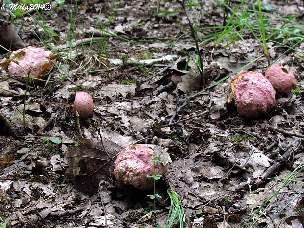 hríb kráľovský Butyriboletus regius (Krombh.) D. Arora & J.L. Frank