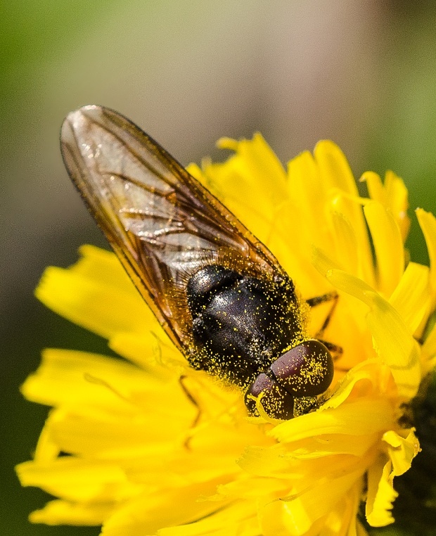 pestrica Cheilosia scutellata ♂