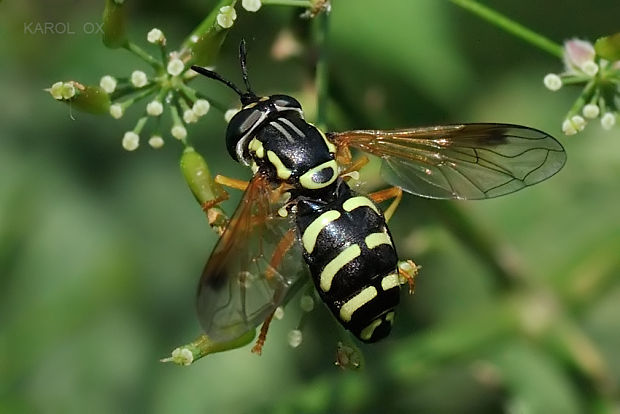 pestrica Chrysotoxum festivum ♀