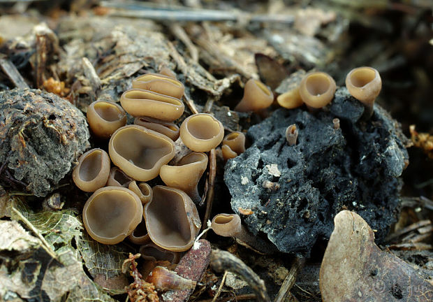 jahňadka Batschova Ciboria batschiana (Zopf) N.F. Buchw.