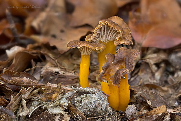 kuriatko lievikovité Craterellus tubaeformis (Fr.) Quél.