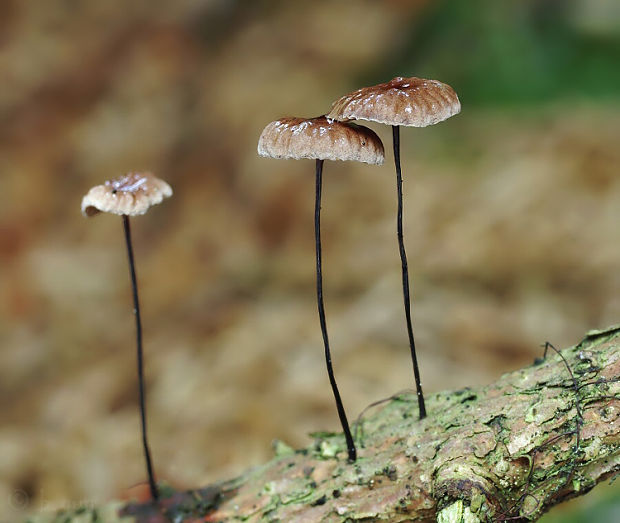 tanečnica čiernohlúbiková Gymnopus androsaceus (L.) Della Maggiora & Trassinelli