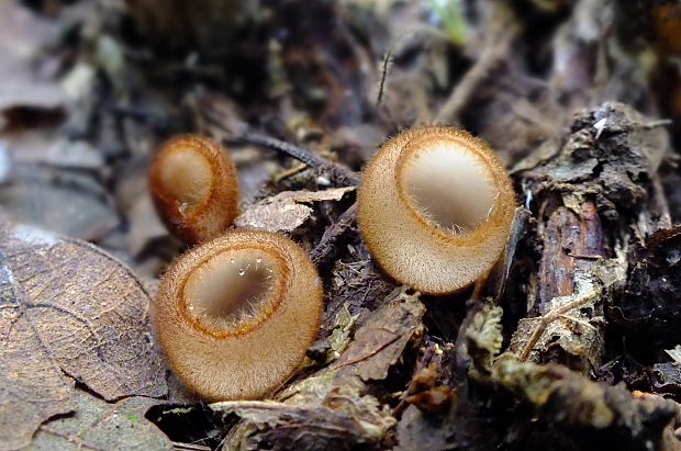 humária polguľovitá Humaria hemisphaerica (F.H. Wigg.) Fuckel