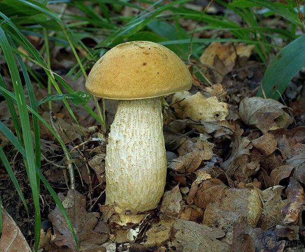 kozák žltopórový Leccinellum crocipodium (Letell.) Della Maggiora & Trassinelli