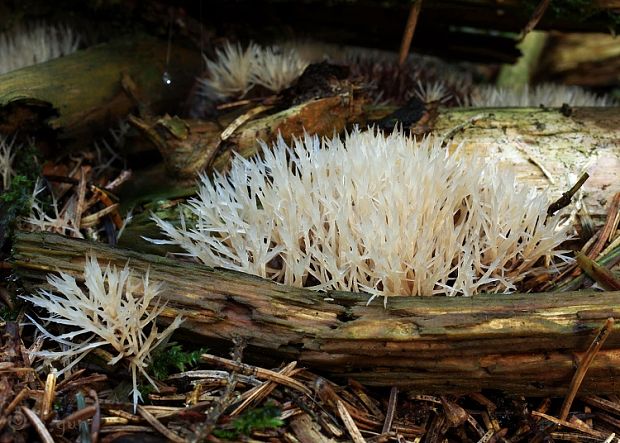 štetinačka bledookrová Pterula multifida (Chevall.) Fr.